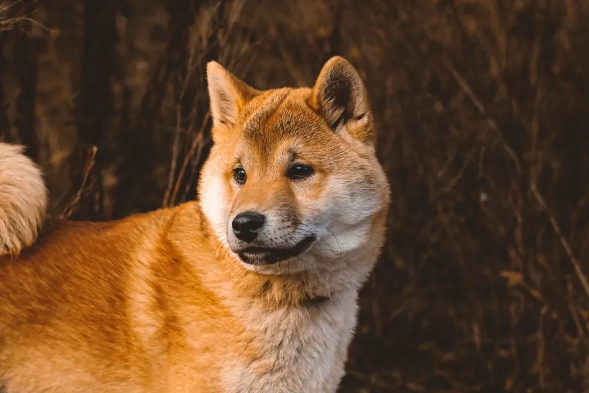 Why is the Shiba Inu cryptocurrency rising today? SHIB rises almost 40%