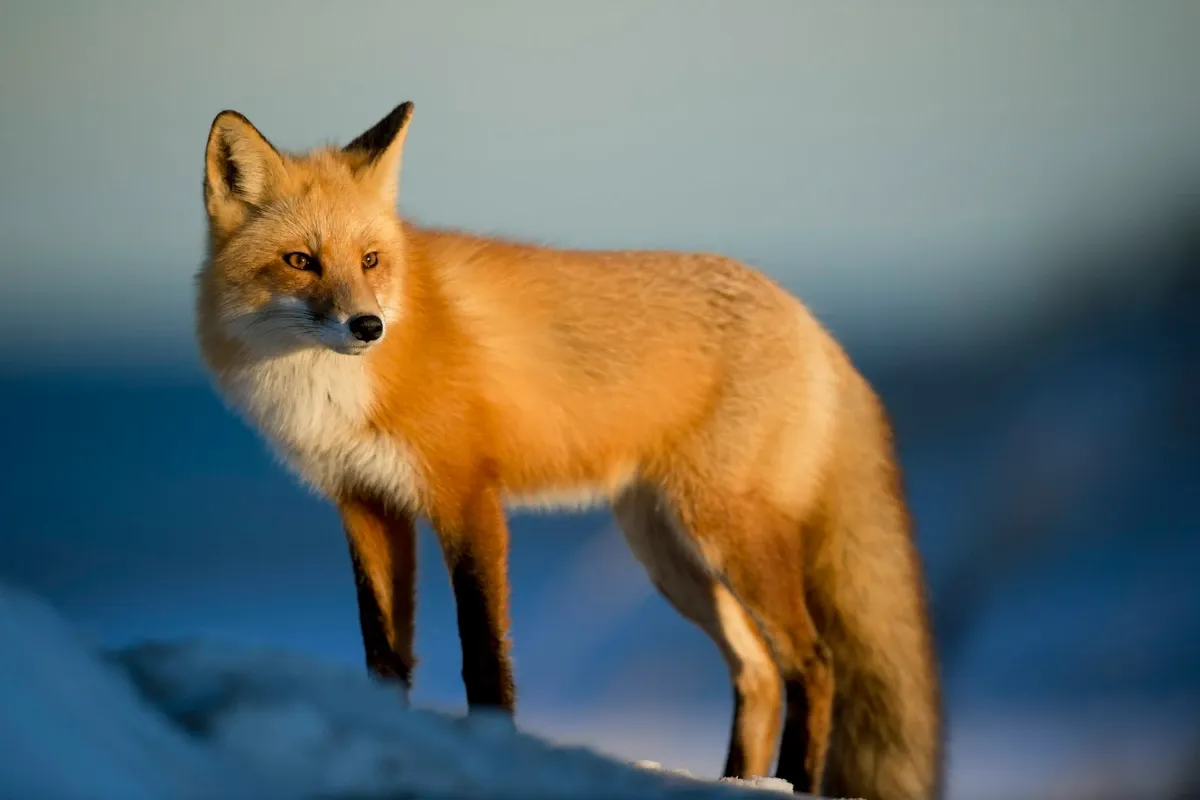 Código do MetaMask ficou exposto à empresa ligada à Coreia do Norte